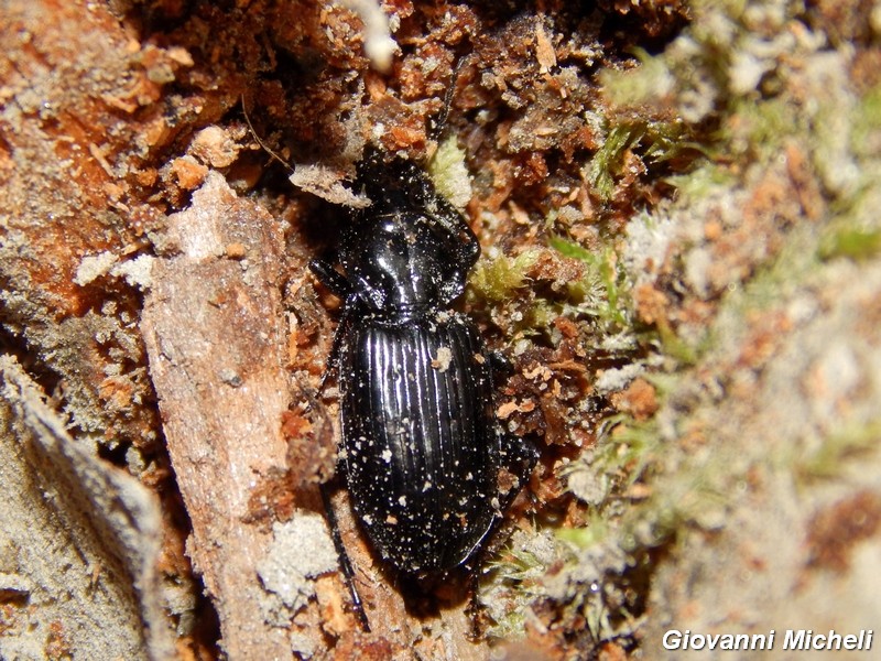 Carabidae del Parco del Ticino